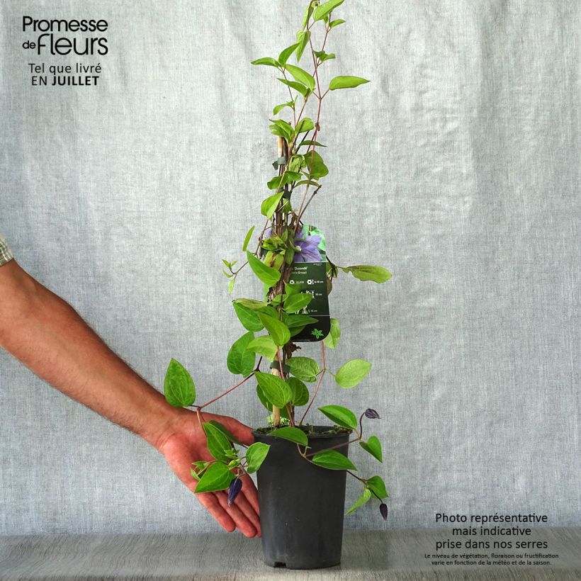 Amostra de Clematis Durandii Vaso de 2 L/3 L tal como entregue no verão
