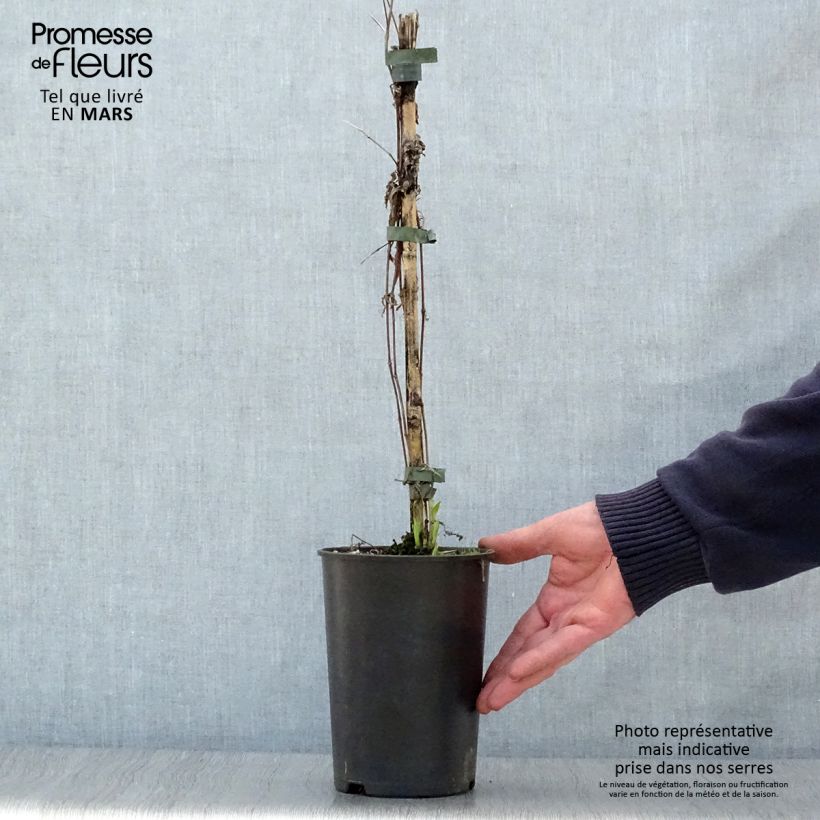 Amostra de Clematis integrifolia Hakuree Vaso de 2 L/3 L tal como entregue na primavera