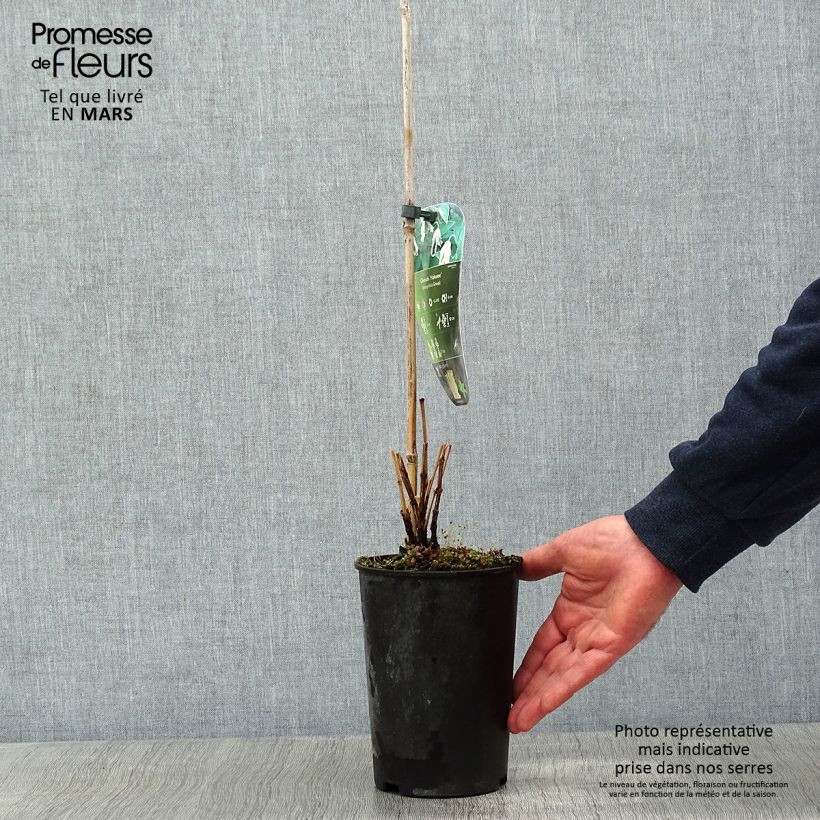 Amostra de Clématite - Clematis integrifolia Hakuree Pot de 2L/3L tal como entregue no inverno