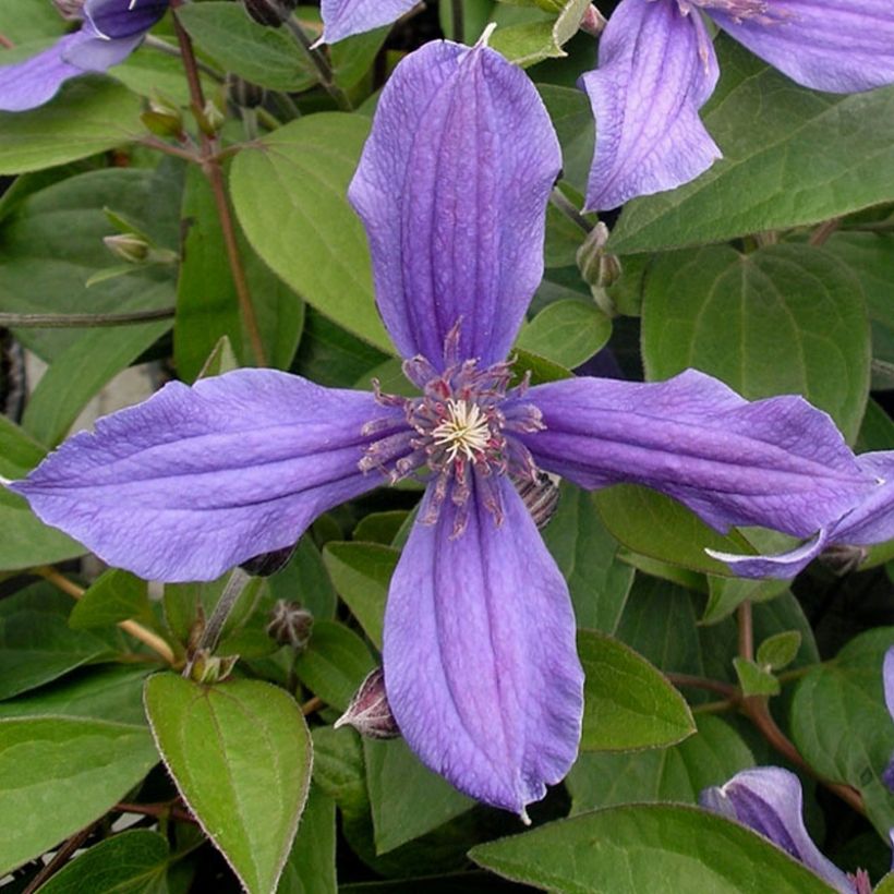 Clematis integrifolia Miranda (Floração)