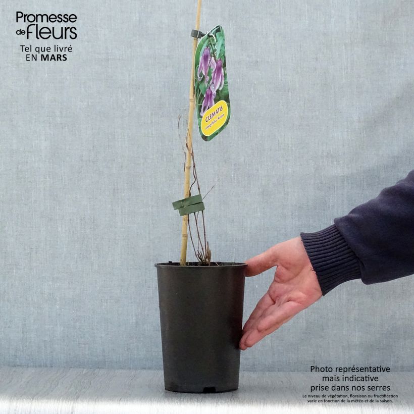 Amostra de Clematis integrifolia Rosea Vaso de 2 L/3 L tal como entregue na primavera