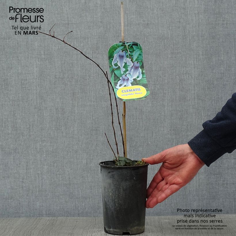 Amostra de Clématite - Clematis integrifolia Rosea Pot de 2L/3L tal como entregue no inverno