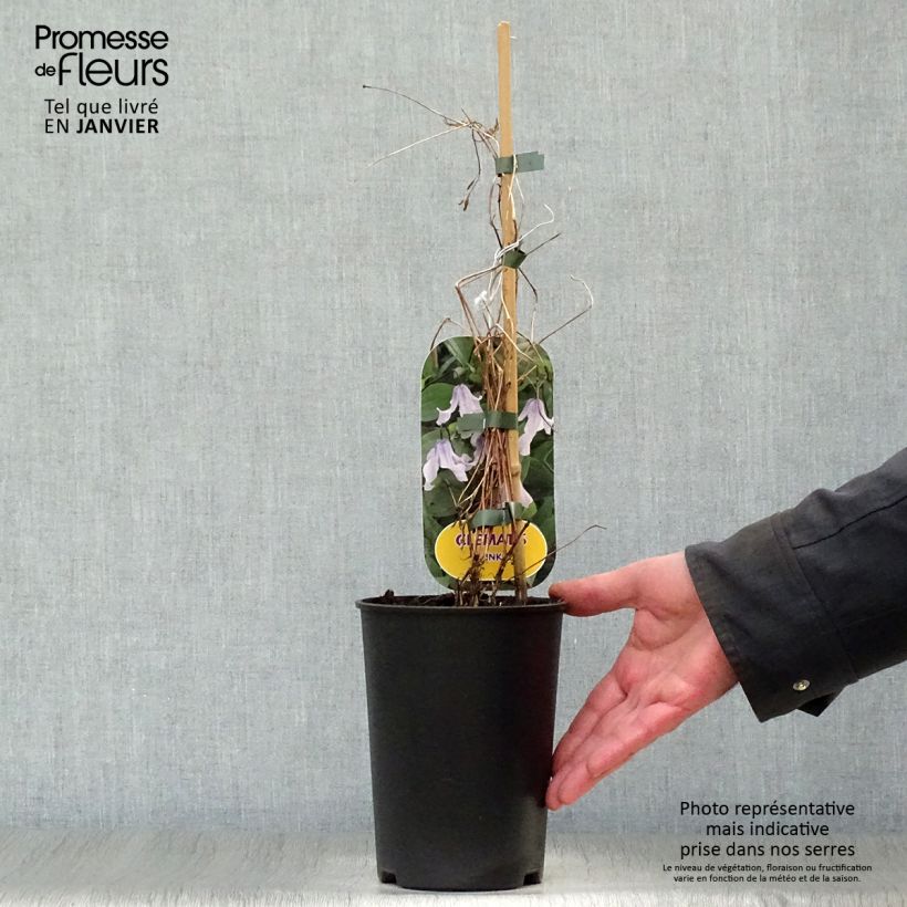 Amostra de Clematite - Clematis integrifolia Twinkle Vaso de 2 L/3 L tal como entregue no inverno