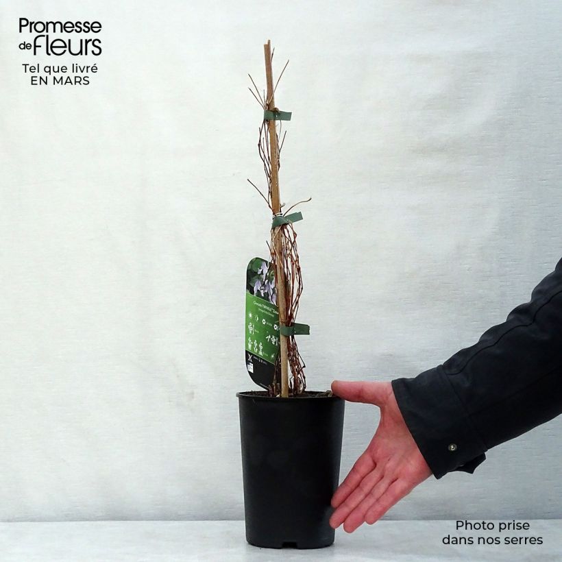 Amostra de Clematis integrifolia Twinkle Vaso de 2 L/3 L tal como entregue na primavera