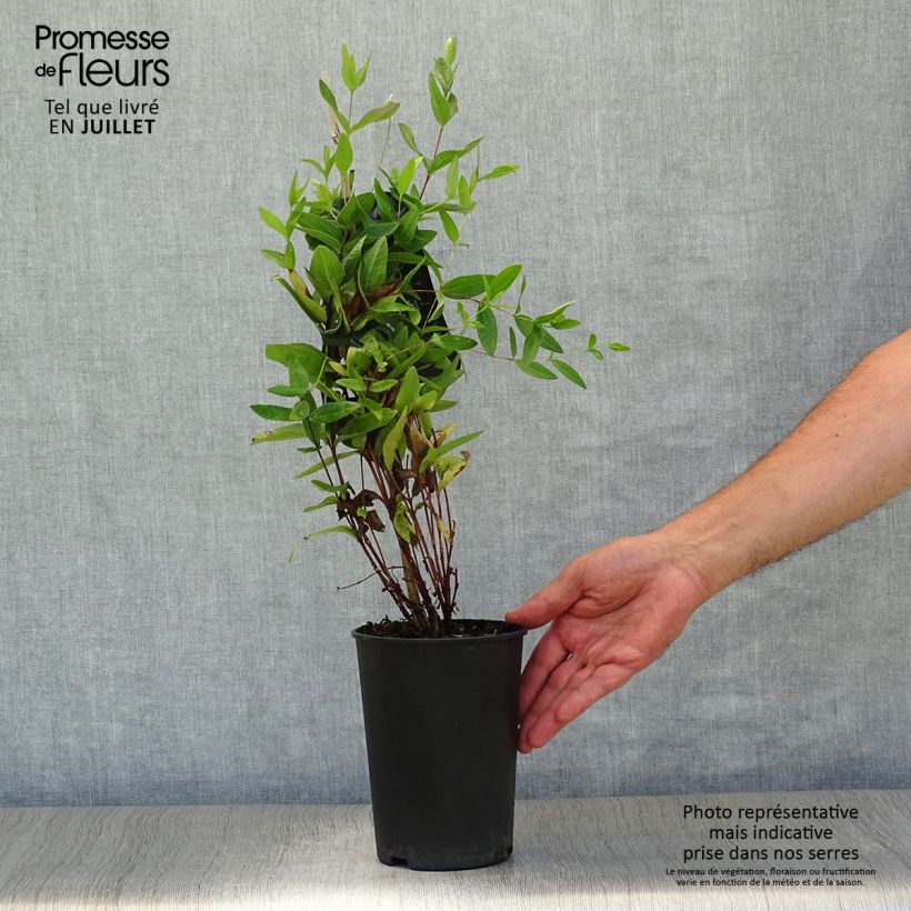 Amostra de Clematis integrifolia - Clematite Vaso de 2 L/3 L tal como entregue no verão