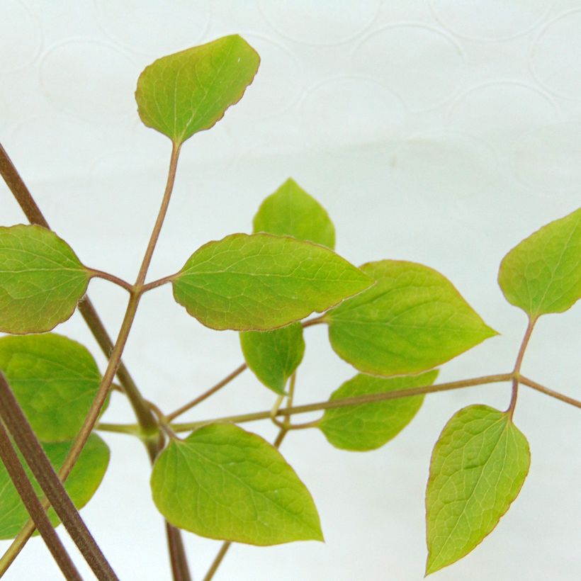 Clematis jackmanii (Folhagem)