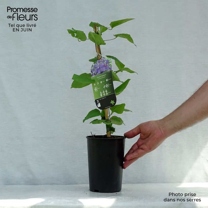 Amostra de Clematis jackmanii - Clematite Vaso de 2 L/3 L tal como entregue no verão