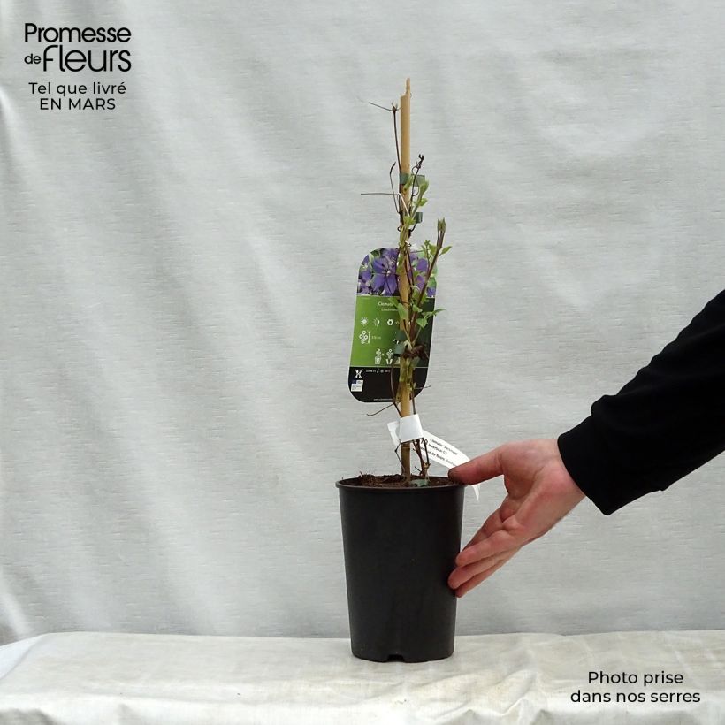 Amostra de Clematis jackmanii - Clematite Vaso de 2 L/3 L tal como entregue na primavera
