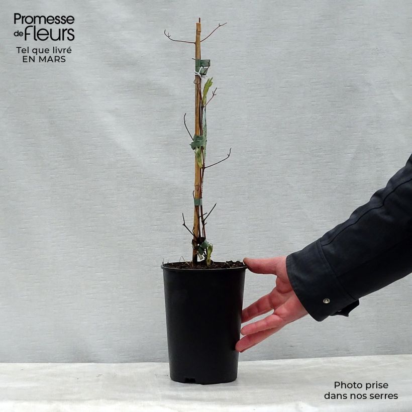 Amostra de Clematis Alba Vaso de 2 L/3 L tal como entregue na primavera