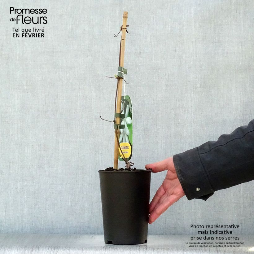 Amostra de Clematis Alba Vaso de 2 L/3 L tal como entregue no inverno