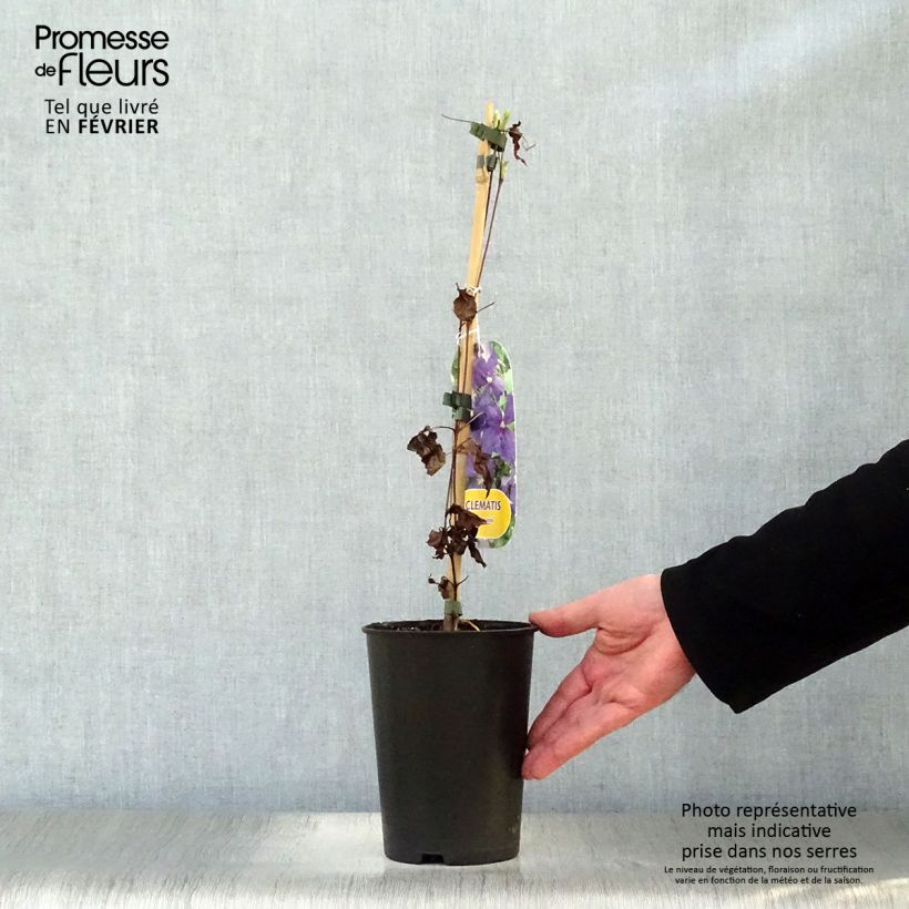 Amostra de Clématite - Clematis jackmanii   Vaso de 2 L/3 L tal como entregue no inverno