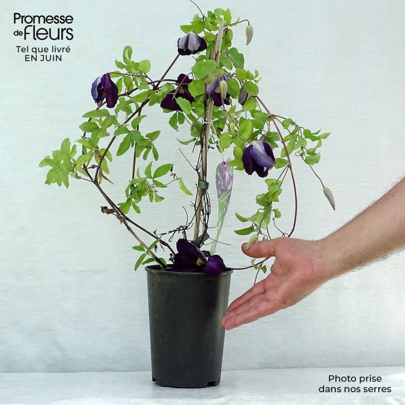 Amostra de Clematis Purpurea Zojapur Vaso de 2 L/3 L tal como entregue no verão