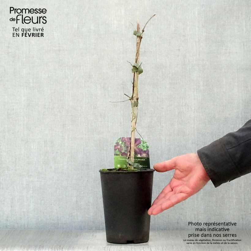 Amostra de Clématite - Clematis jackmanii Purpurea Vaso de 2 L/3 L tal como entregue no inverno