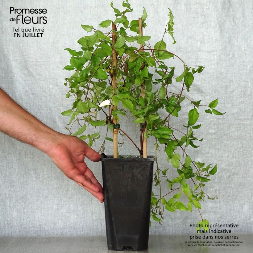Amostra de Clematis Superba Vaso de 2 L/3 L tal como entregue no verão