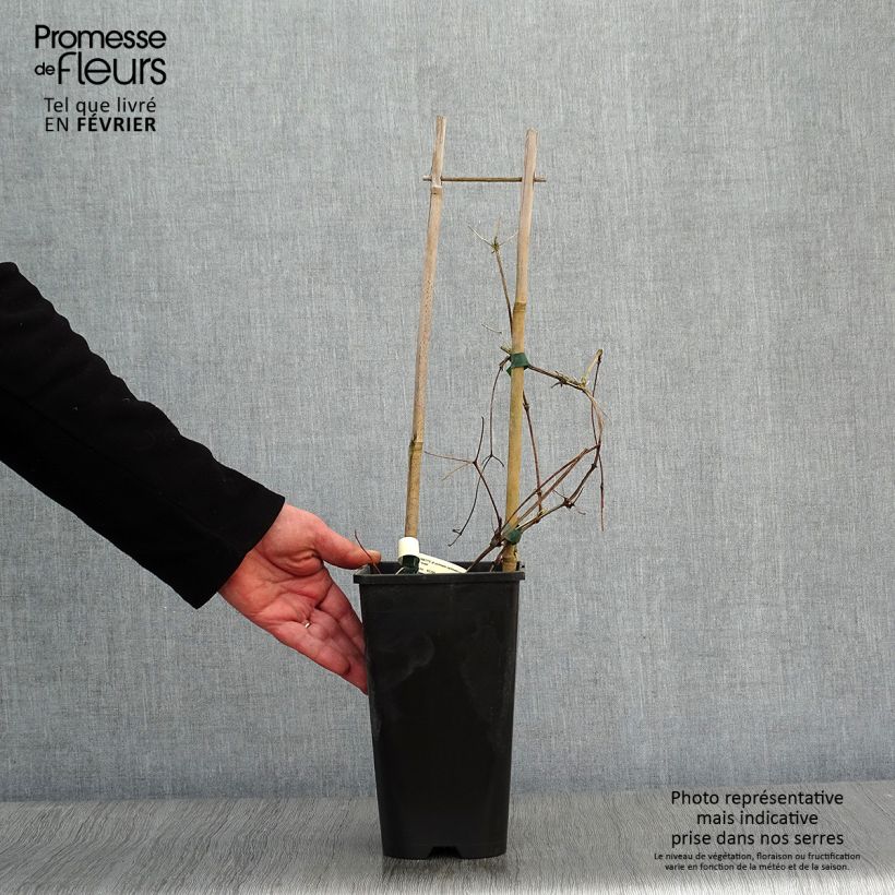 Amostra de Clematis Superba Vaso de 2 L/3 L tal como entregue no inverno