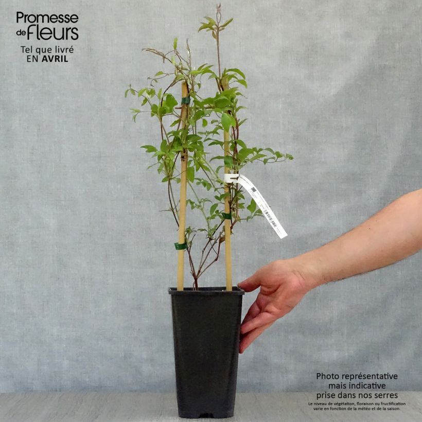 Amostra de Clematis Superba Vaso de 2 L/3 L tal como entregue na primavera