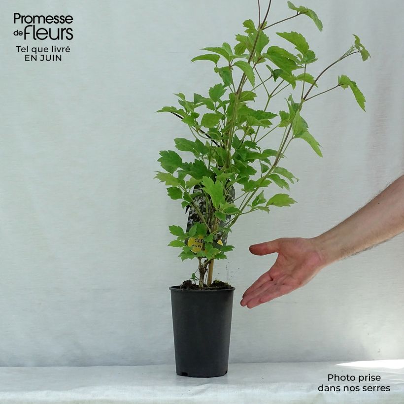 Amostra de Clematis Robert Brydon Vaso de 2 L/3 L tal como entregue no verão