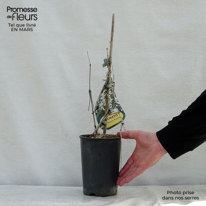 Amostra de Clematis Robert Brydon Vaso de 2 L/3 L tal como entregue na primavera