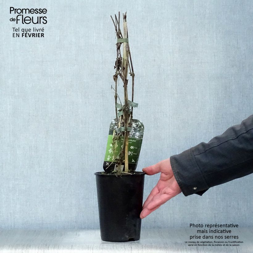 Amostra de Clématite - Clematis jouiniana Robert Brydon Vaso de 2 L/3 L tal como entregue no inverno