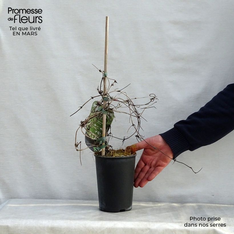 Amostra de Clematis macropetala Broughton Bride Vaso de 2 L/3 L tal como entregue na primavera