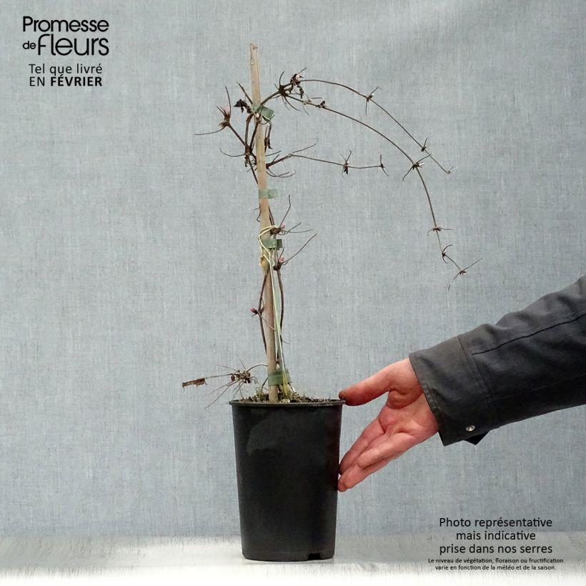 Amostra de Clématite - Clematis macropetala Markham's Pink Vaso de 2 L/3 L tal como entregue no inverno