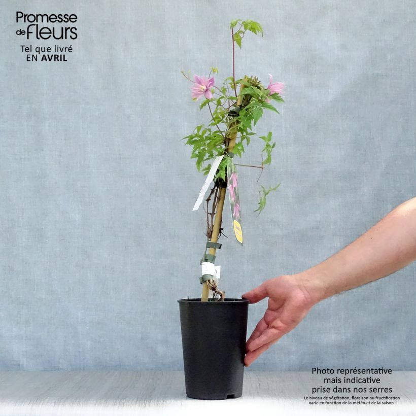 Amostra de Clematis macropetala Markham's Pink Vaso de 2 L/3 L tal como entregue na primavera