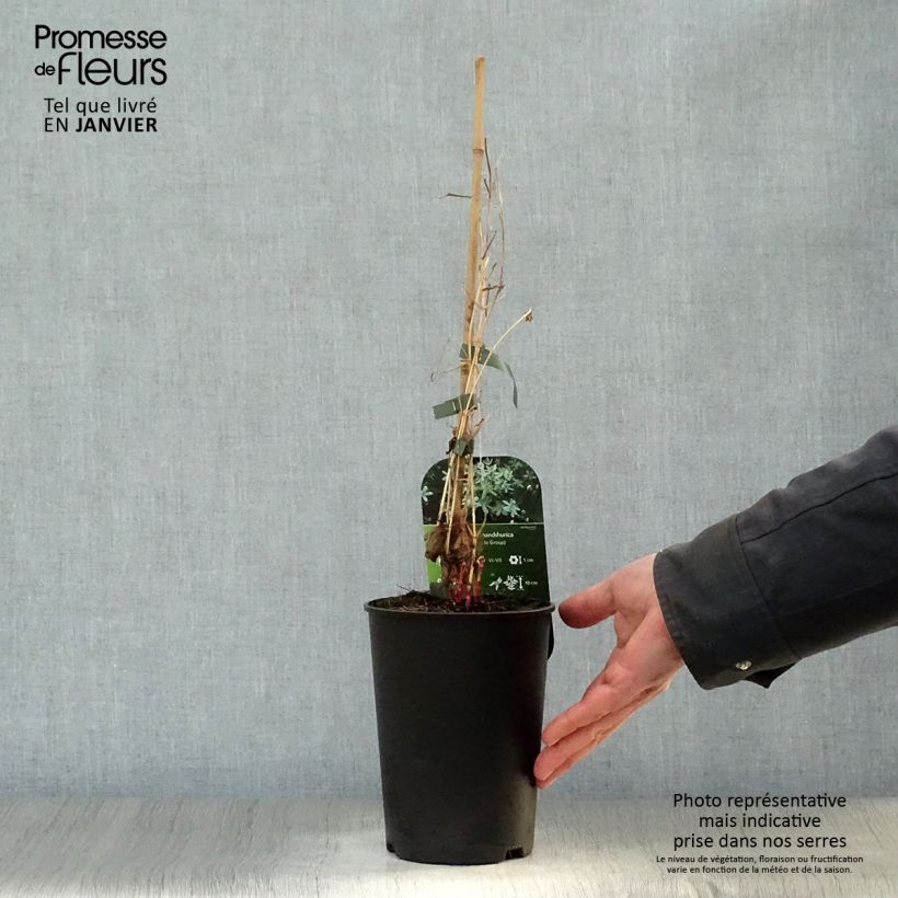 Amostra de Clématite - Clematis mandshurica Vaso de 2 L/3 L tal como entregue no inverno