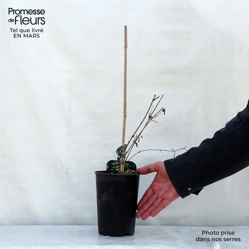 Amostra de Clematis mandshurica Vaso de 2 L/3 L tal como entregue na primavera