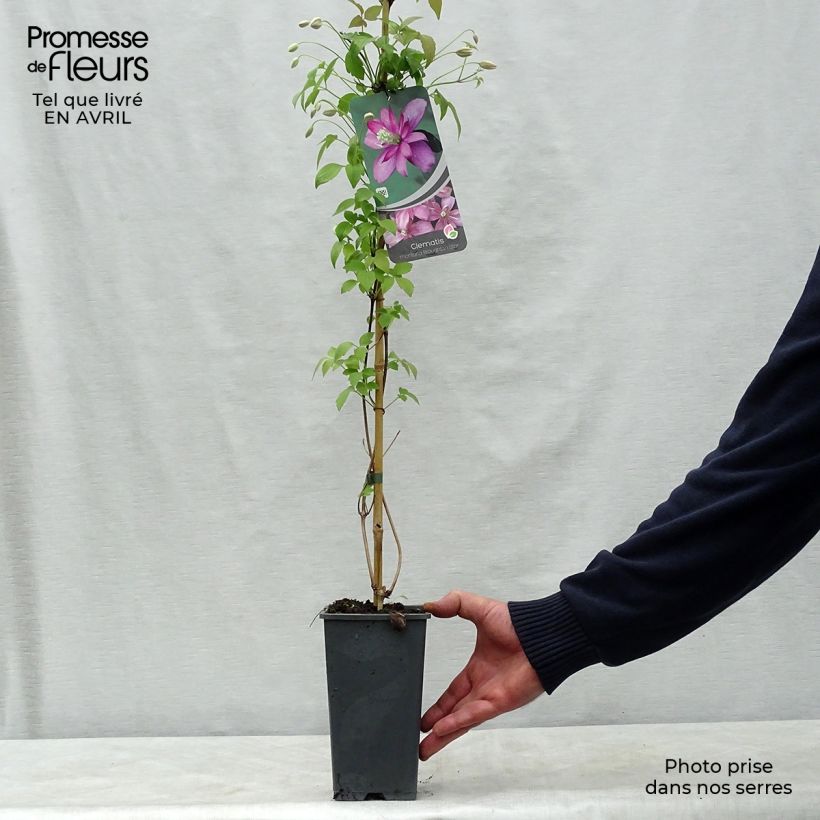 Amostra de Clematis montana Broughton star Vaso de 2 L/3 L tal como entregue na primavera