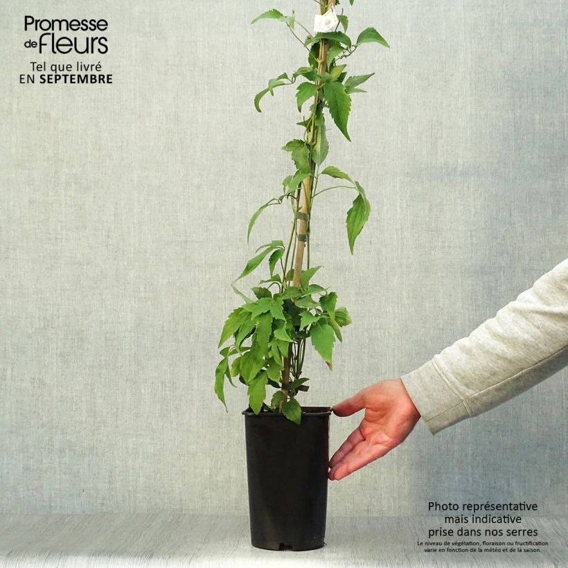 Amostra de Clematis montana Broughton star Vaso de 2 L/3 L tal como entregue no outono