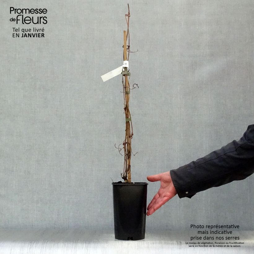 Amostra de Clématite - Clematis montana Elisabeth Pot de 2L/3L tal como entregue no inverno