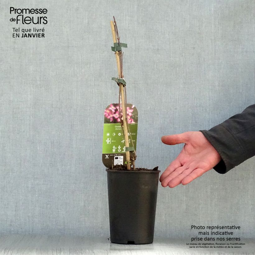 Amostra de Clematis montana Freda Vaso de 2 L/3 L tal como entregue no inverno