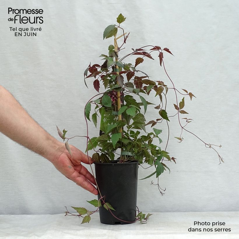 Amostra de Clematis montana Freda Vaso de 2 L/3 L tal como entregue no verão