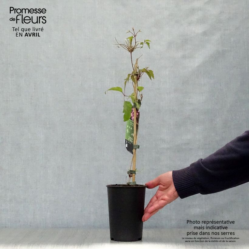 Amostra de Clematis montana Freda Vaso de 2 L/3 L tal como entregue na primavera