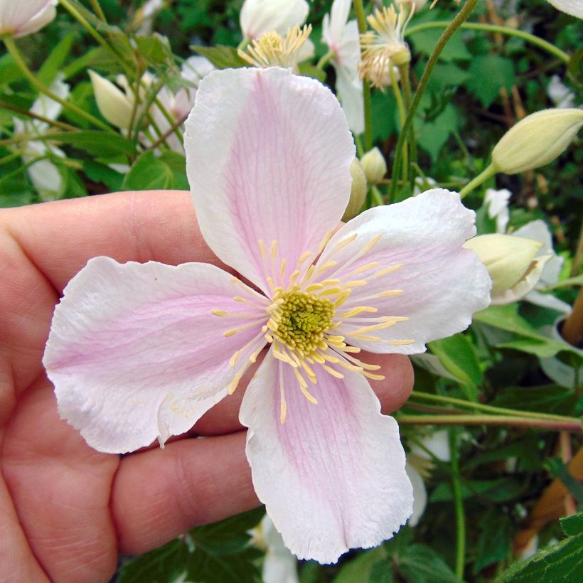 Clematis montana Giant Star (Floração)