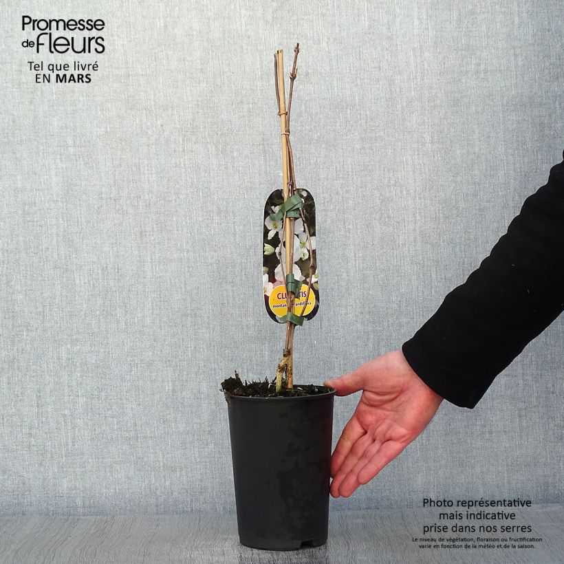 Amostra de Clematis montana Grandiflora Vaso de 1,5 L/2 L tal como entregue no inverno
