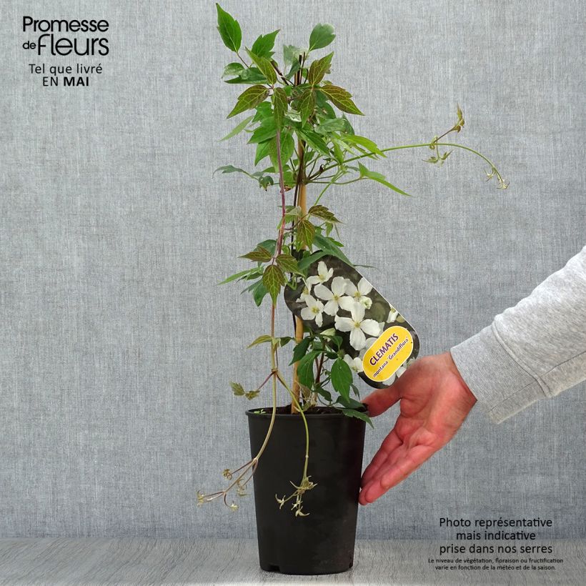 Amostra de Clematis montana Grandiflora Vaso de 1,5 L/2 L tal como entregue na primavera
