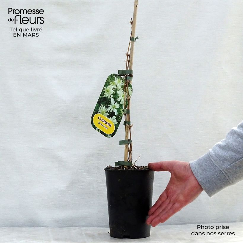 Amostra de Clematis montana Jenny Keay Vaso de 2 L/3 L tal como entregue na primavera