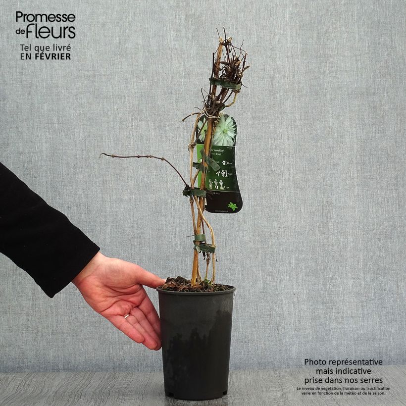 Amostra de Clématite - Clematis montana Jenny Keay Vaso de 2 L/3 L tal como entregue no inverno