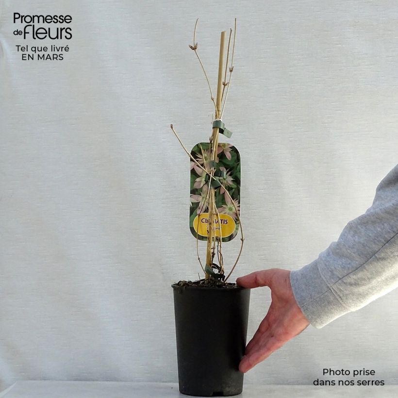 Amostra de Clematis montana Marjorie Vaso de 2 L/3 L tal como entregue na primavera