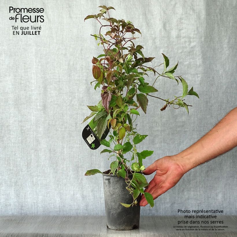 Amostra de Clematis montana Marjorie Vaso de 2 L/3 L tal como entregue no verão