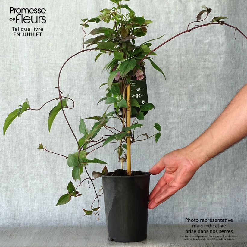 Amostra de Clematis montana Mayleen Vaso de 2 L/3 L tal como entregue no verão
