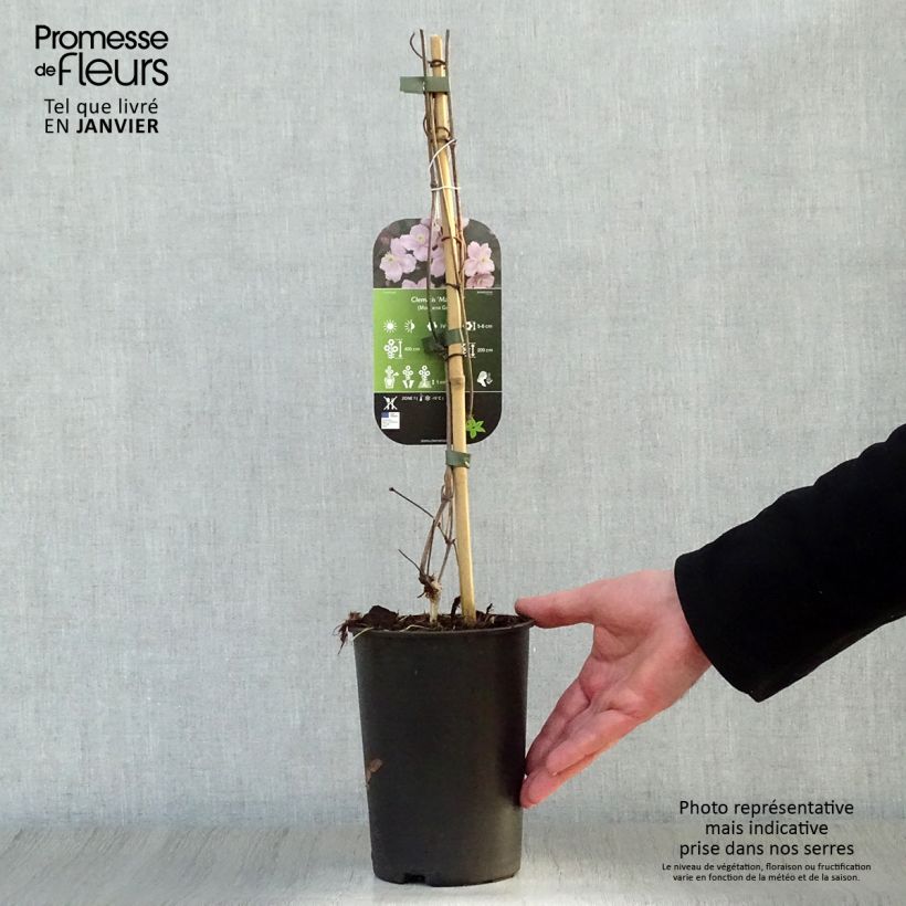 Amostra de Clématite - Clematis montana Mayleen Vaso de 2 L/3 L tal como entregue no inverno