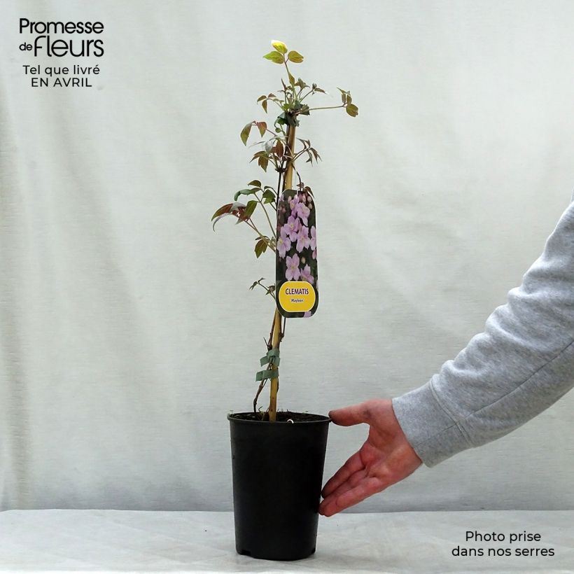 Amostra de Clematis montana Mayleen Vaso de 2 L/3 L tal como entregue na primavera