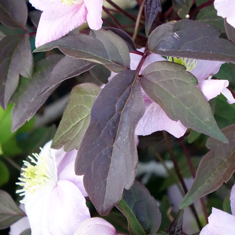 Clematis montana Mayleen (Folhagem)