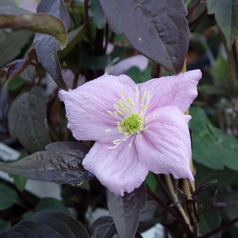 Clematis montana Mayleen (Floração)