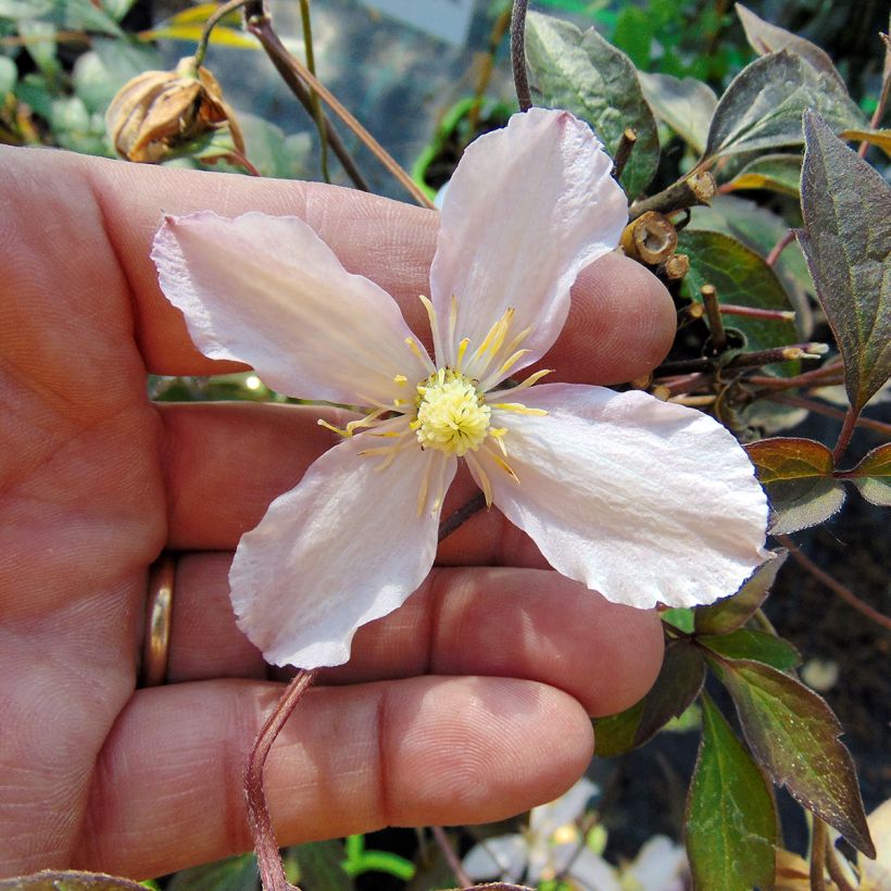 Clematis montana Rosebud (Floração)