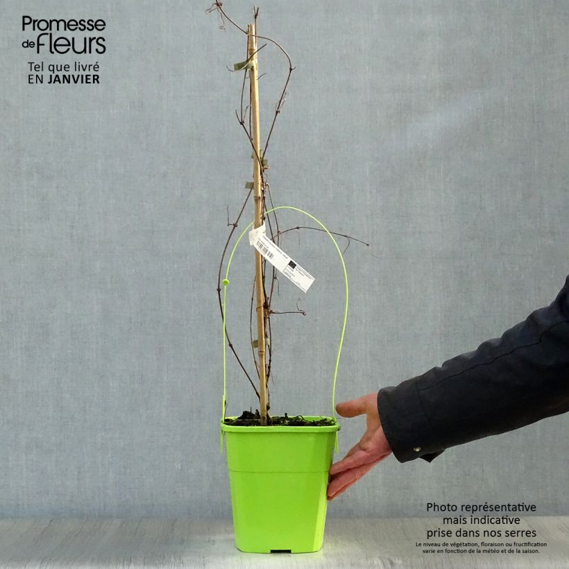 Amostra de Clématite - Clematis montana Rosebud Vaso de 3 L/4 L tal como entregue no inverno