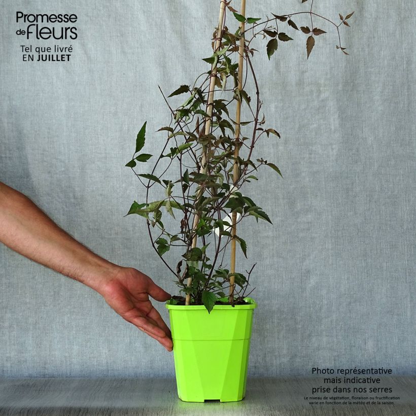 Amostra de Clematis montana Rosebud Vaso de 3 L/4 L tal como entregue no verão