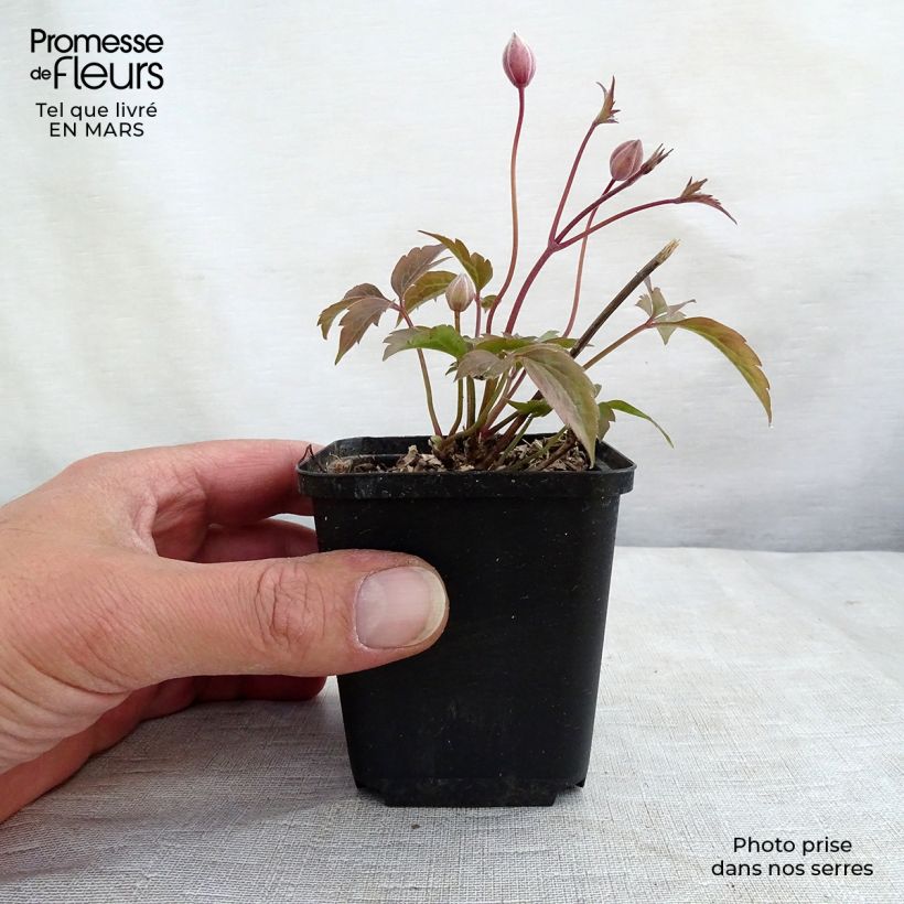 Amostra de Clematis montana Rubens Vaso de 8/9 cm tal como entregue no inverno